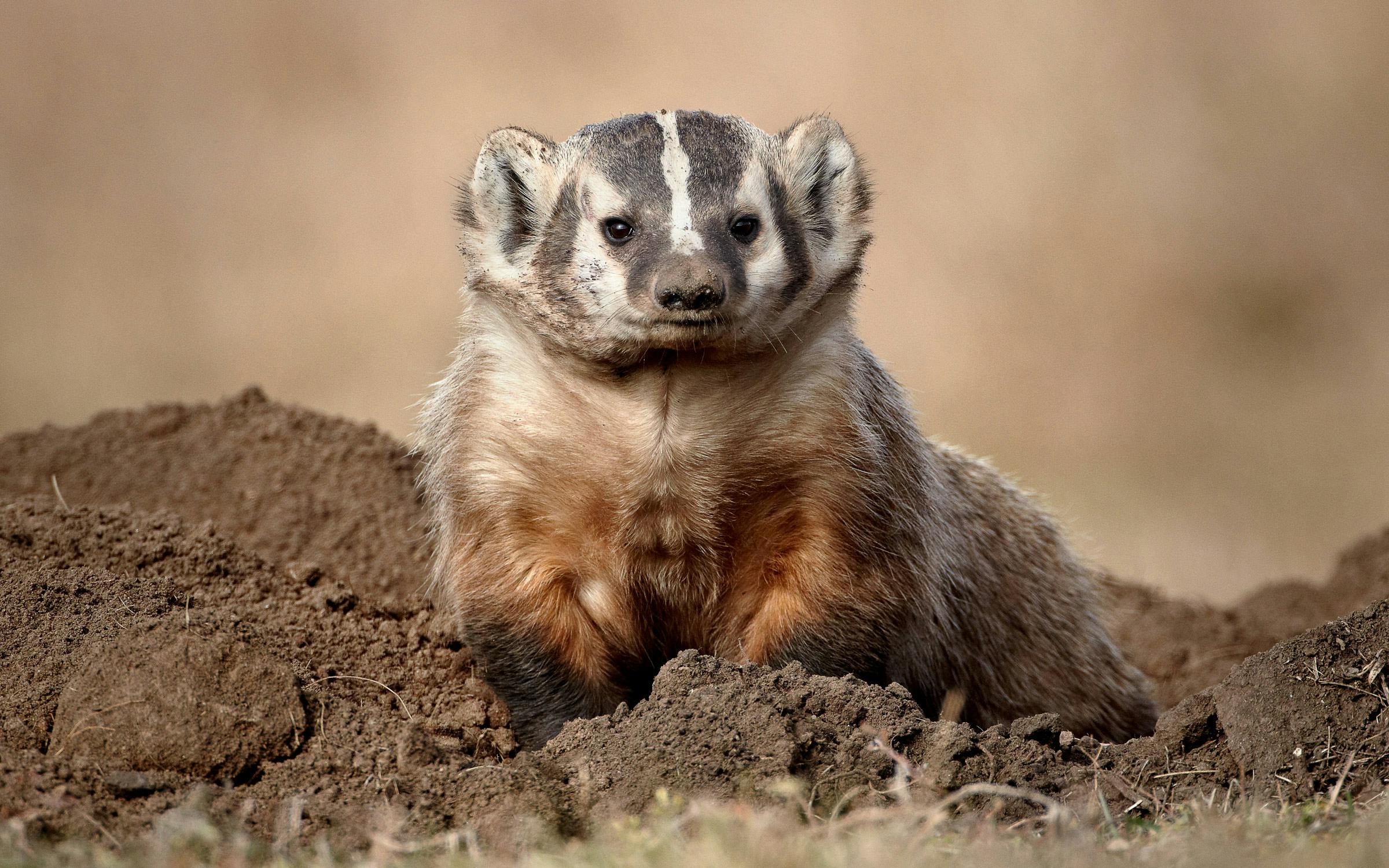 American Badger