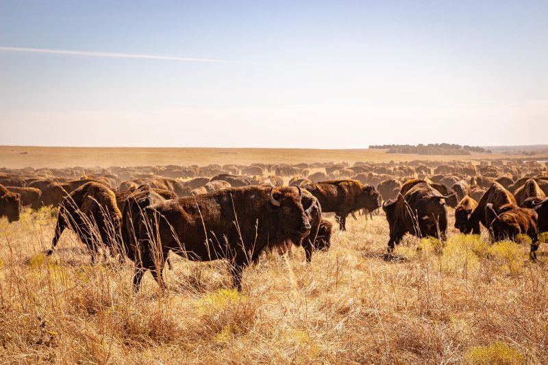 American Bison on Kansas Prairie