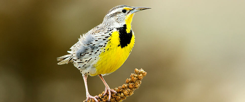 Western Meadowlark - Kansas State Bird