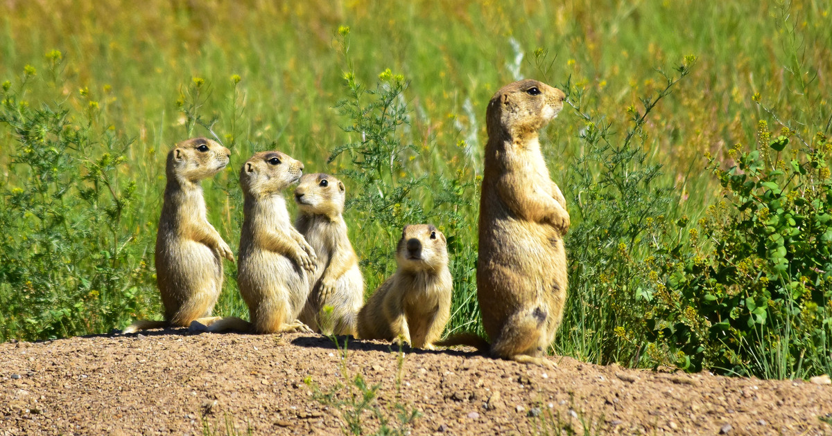 Prairie Dogs