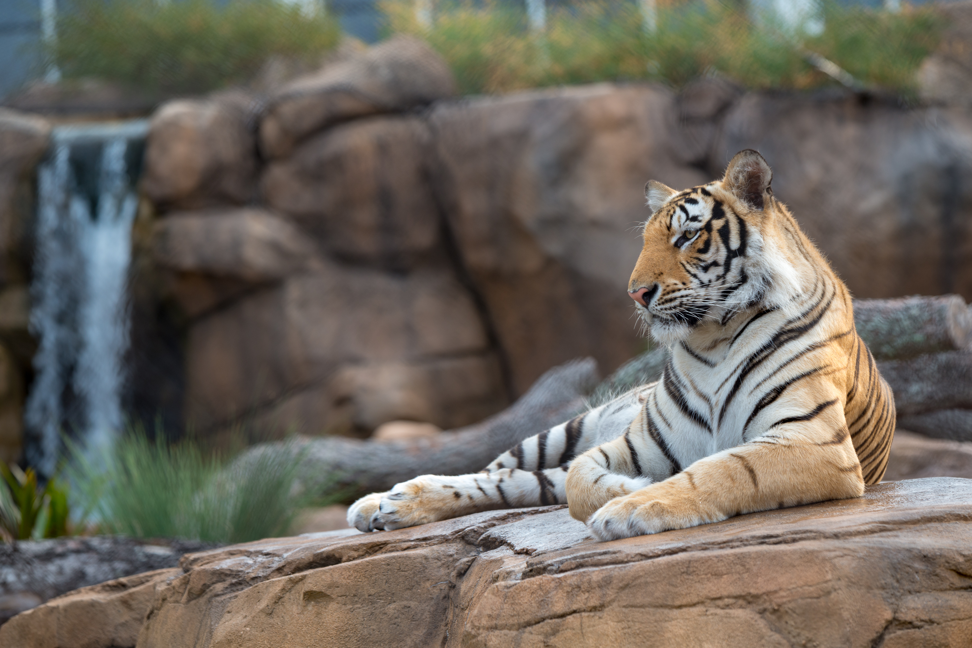 Mike VII - LSU's Live Bengal Tiger Mascot